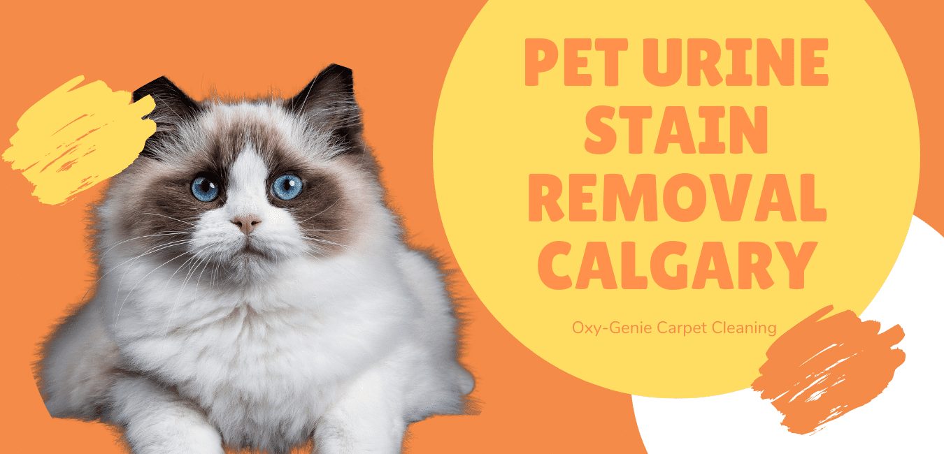 Pet Stain Removal Calgary