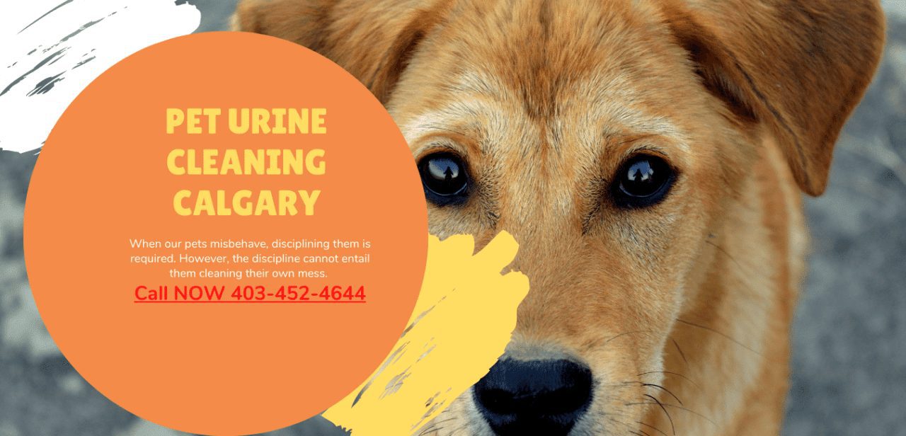 Expert Pet Stain Removal Services Calgary Carpet Urine Removal