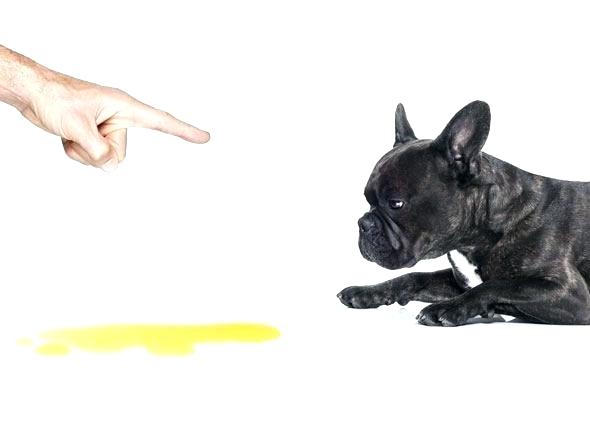 pet-urine-treatment