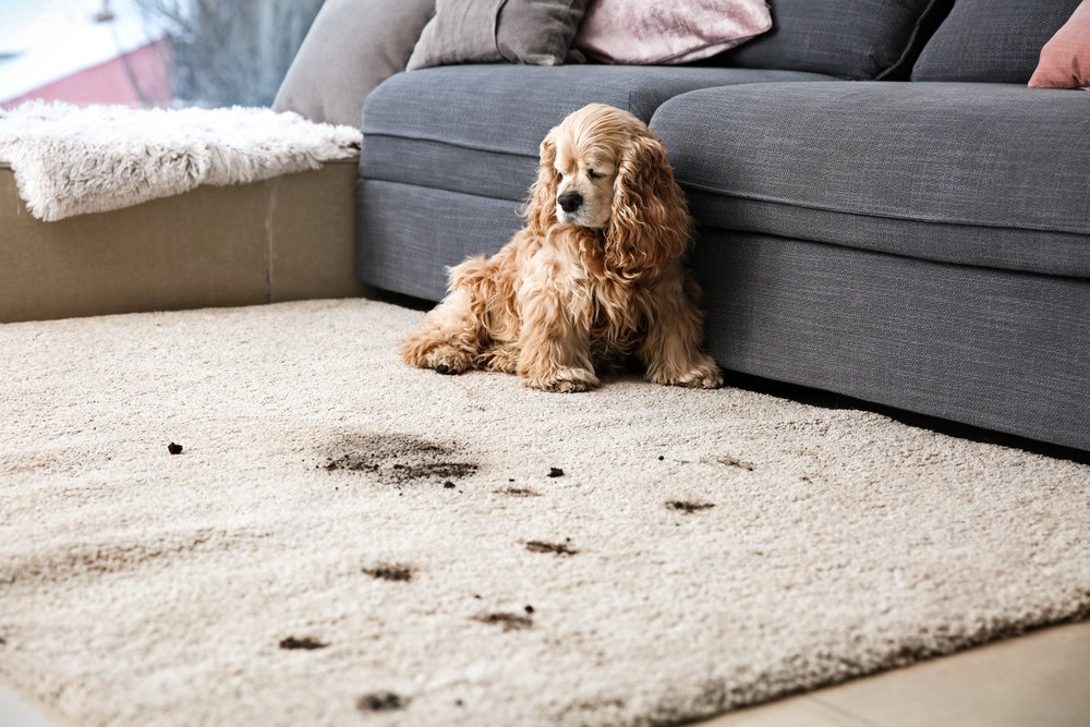 Carpet Cleaners High River AB. Carpet Cleaners High River AB.